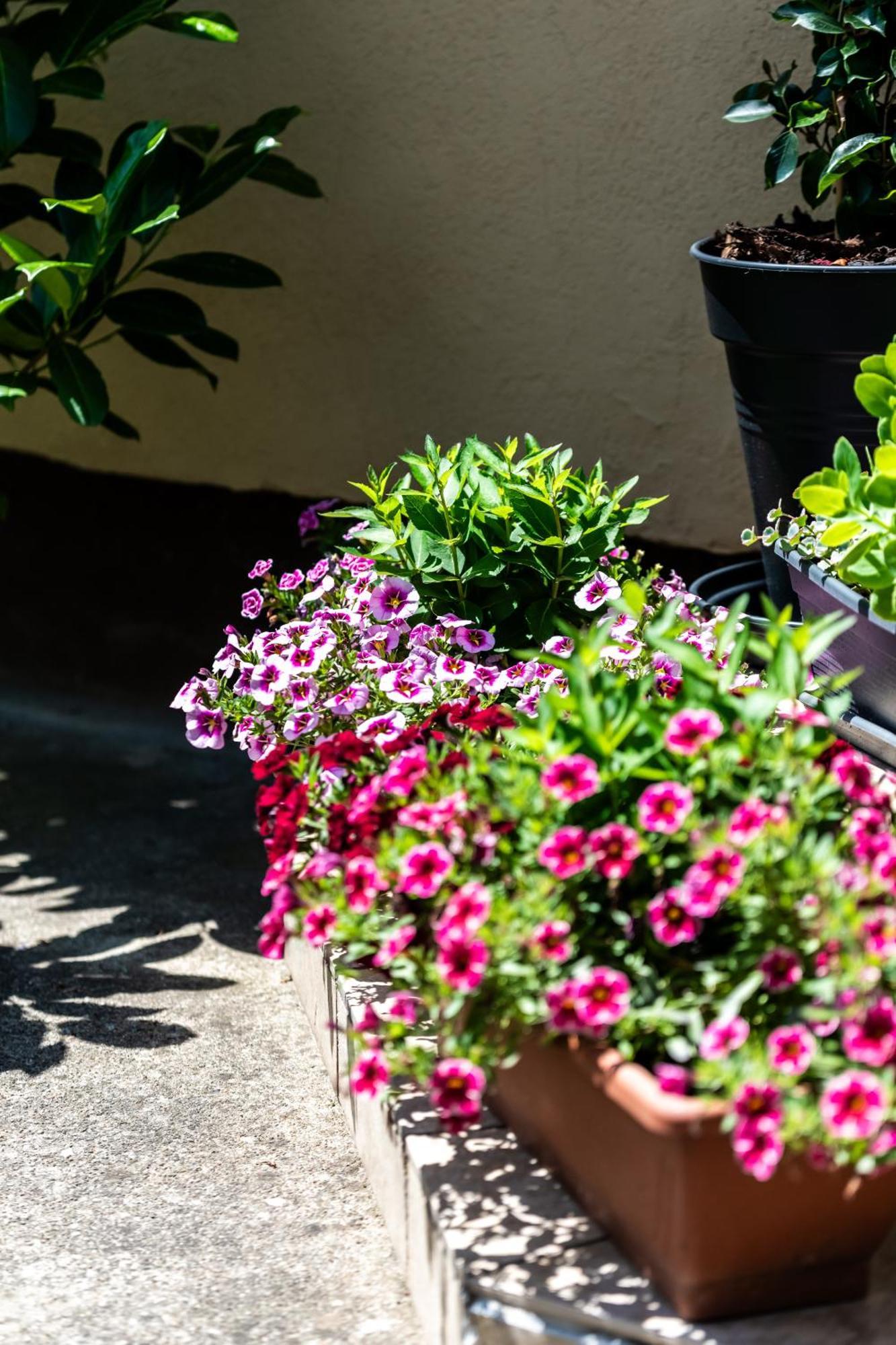 Flower Apartment Heviz Bagian luar foto